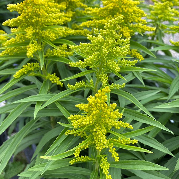 Golden Rod