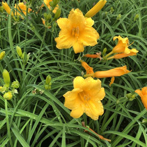 Yellow daylily perennial, reblooming in the summer