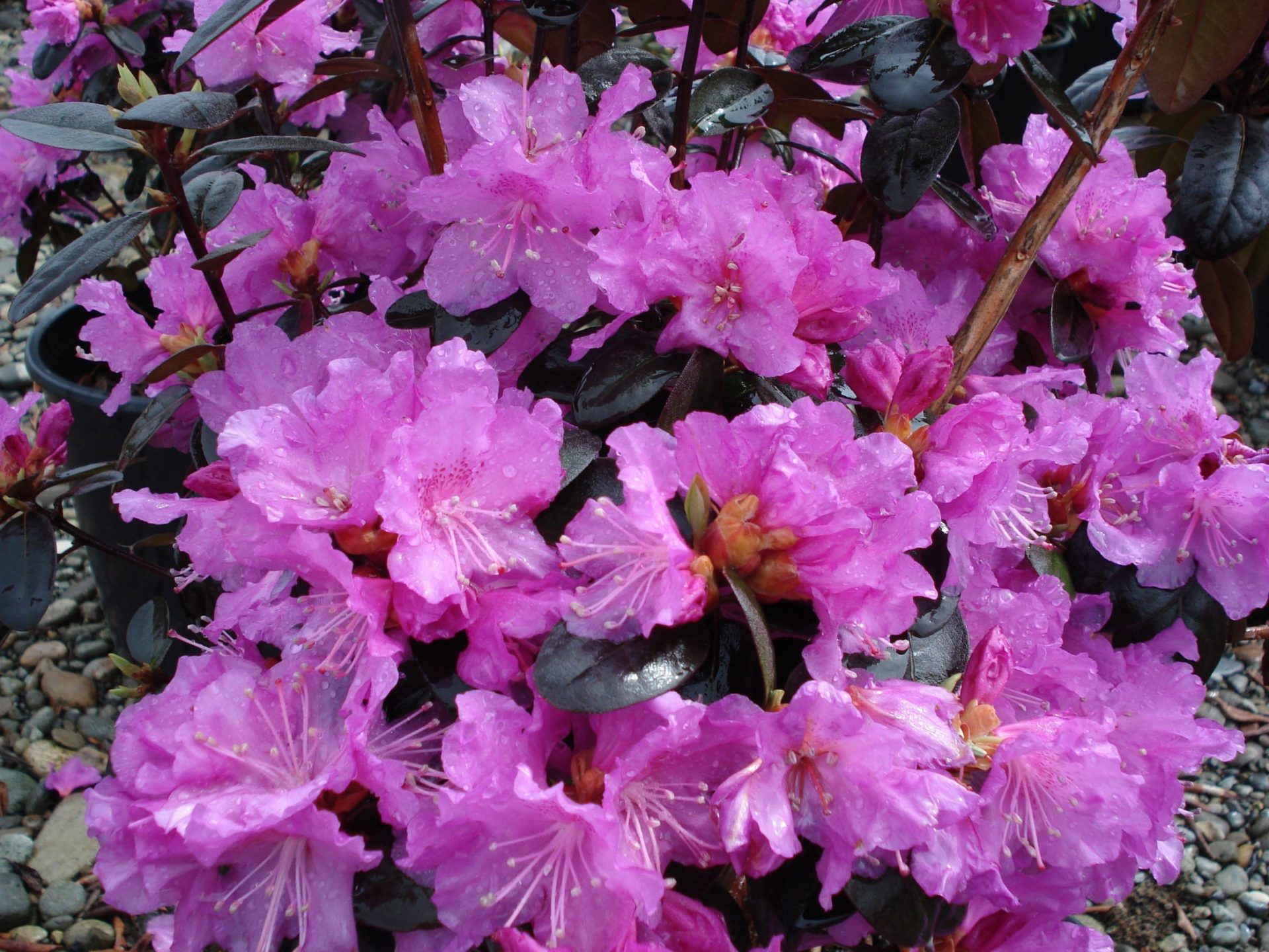 Image of Rhododendron 'PJM' pink rhododendron