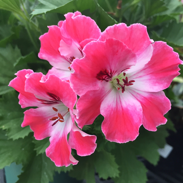 geranium flower