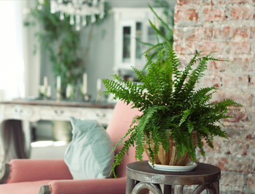 guide care houseplants indoor tropical plants tropicals home decor ideas inspiration beginner expert
