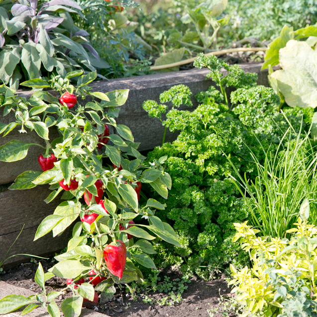 vegetable garden gardening grow