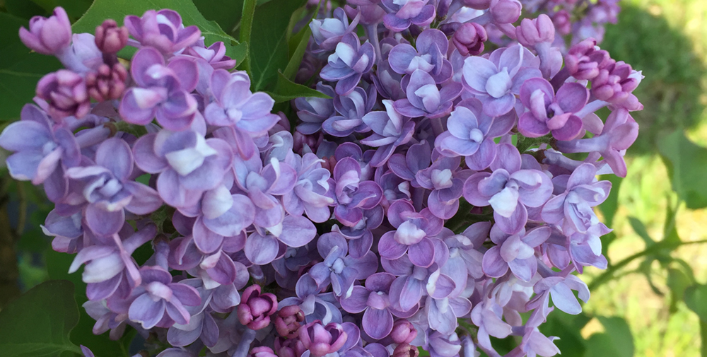 Growing Lilac in Your Backyard: Plant Care Tips