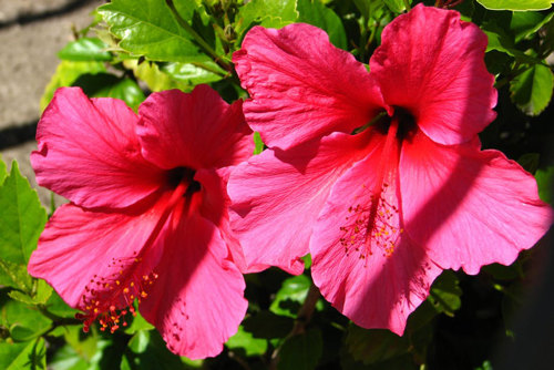 Hibiscus plant care flower garden