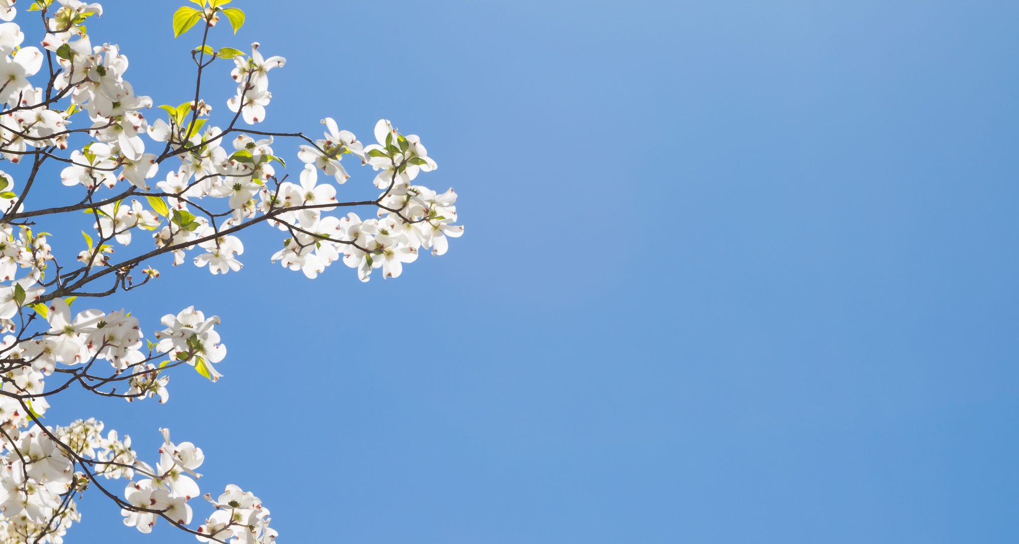Flowering Dogwood The Essence of Spring Weston Nurseries
