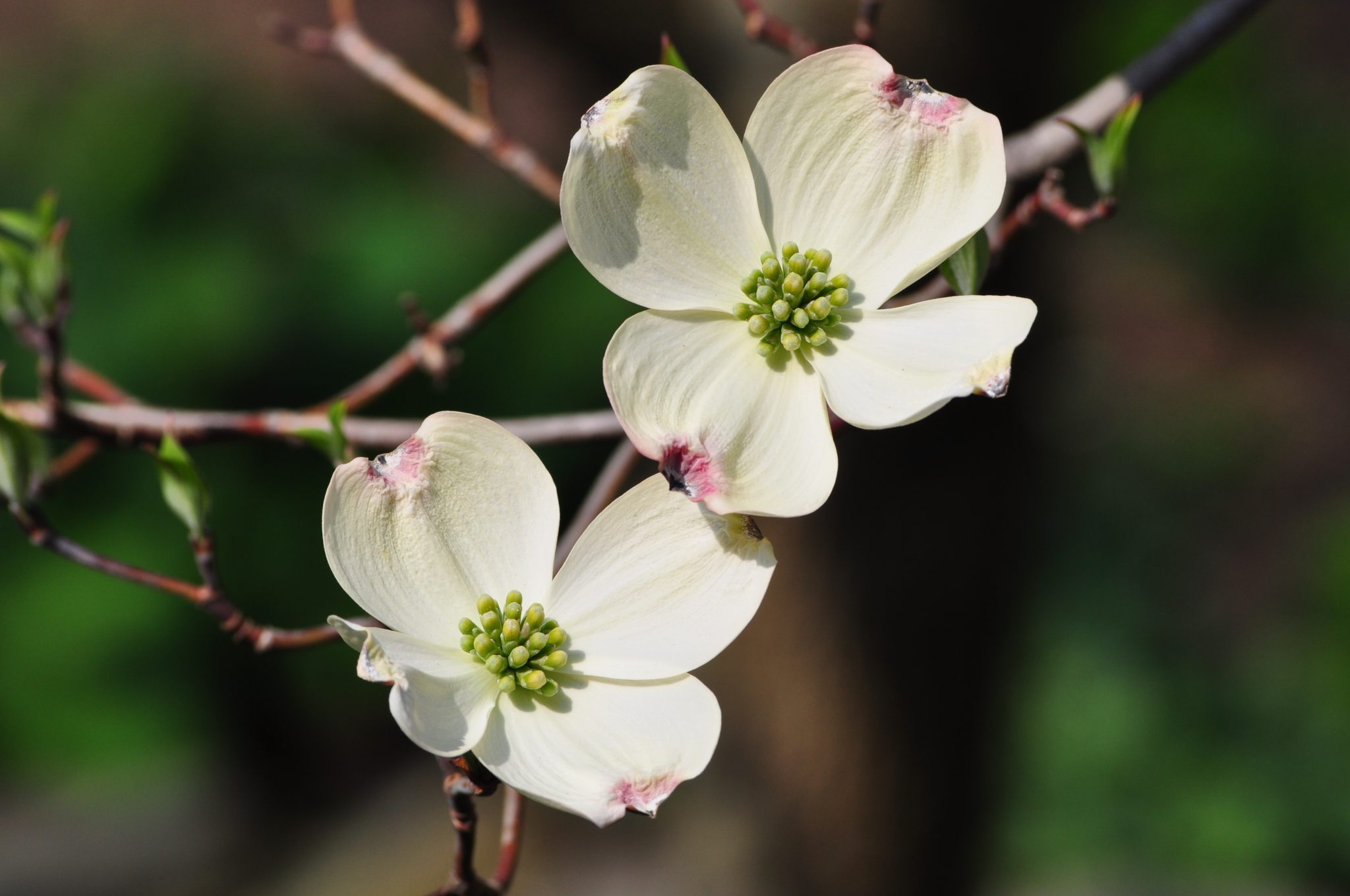 Flowering Dogwood The Essence of Spring Weston Nurseries