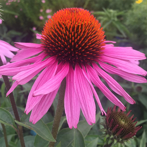 Purple Cone Flower, the native perennial pollinator plant blooming in summer