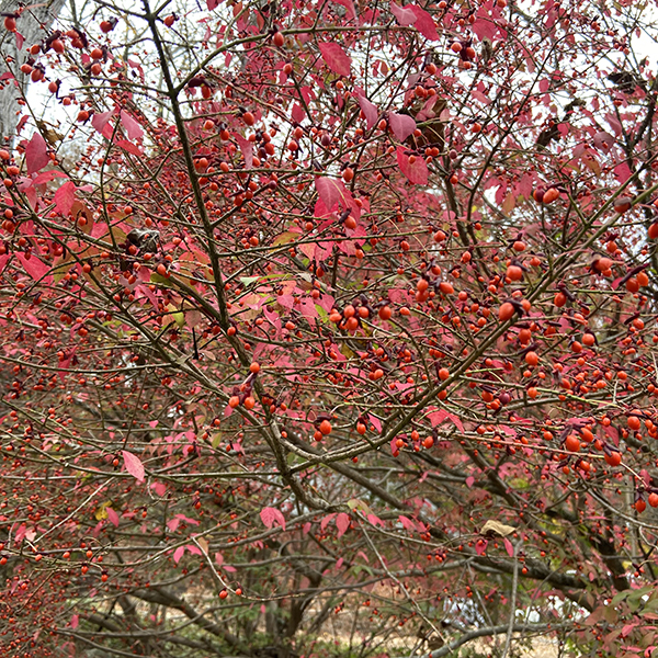 Why Can’t I Buy Burning Bush? Weston Nurseries
