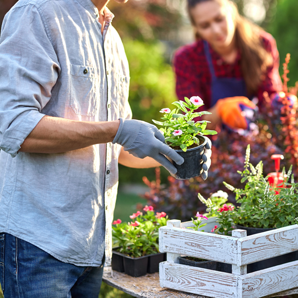 newbie gardening