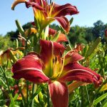Red daylilies, tall daylily flowers, perennials