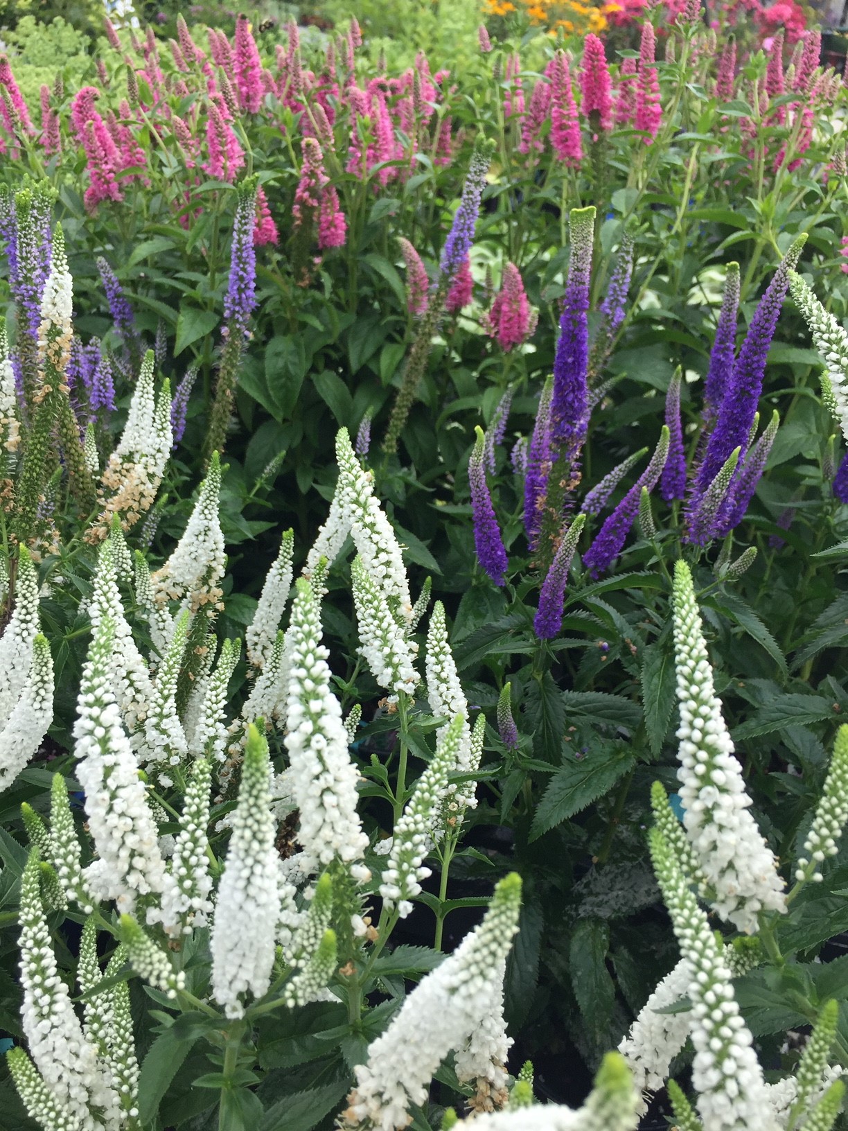 Field of white, purple and pink Veronica or Speedwell perennials