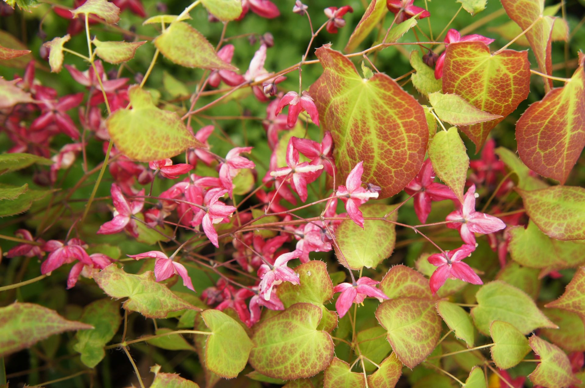 Pink Epimedium, also known as Barrenwort, Bishop's Hat, Fairy Wings, or Horney Goat Weed flowering perennial plant