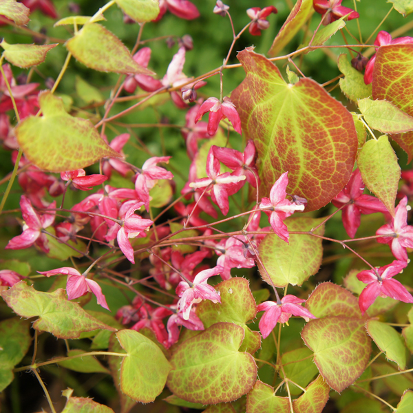 Pink Epimedium, also known as Barrenwort, Bishop's Hat, Fairy Wings, or Horney Goat Weed shade perennial plant and groundcover