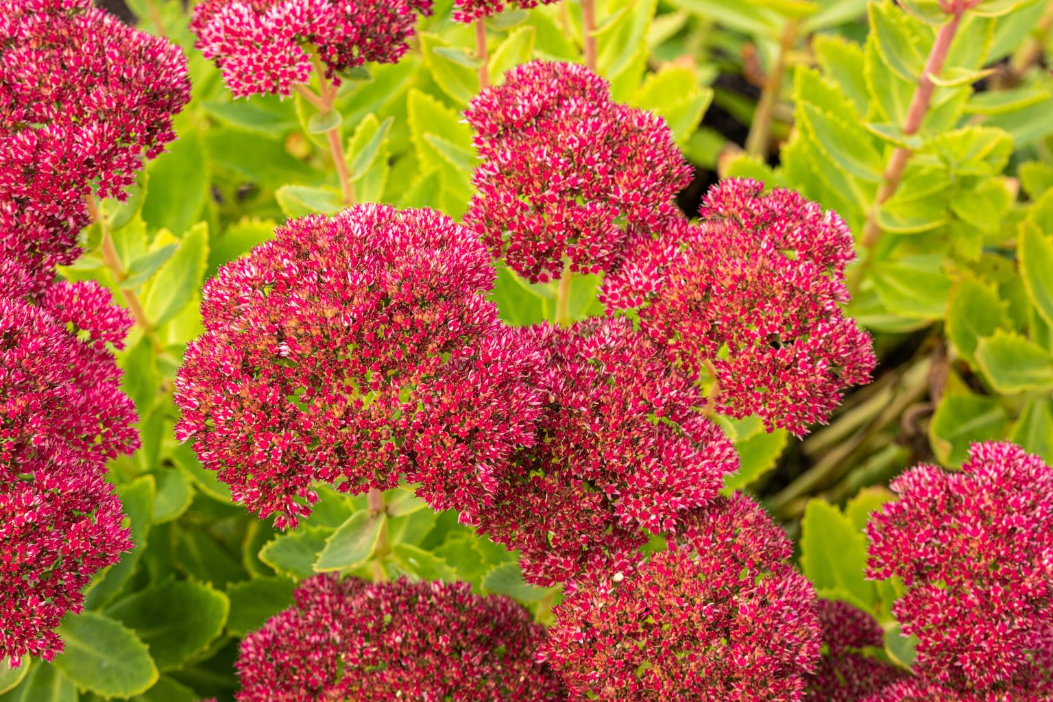 Spectacular Sedum Weston Nurseries