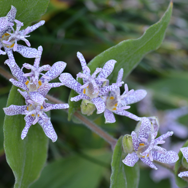 Purple toad lily, shade perennial