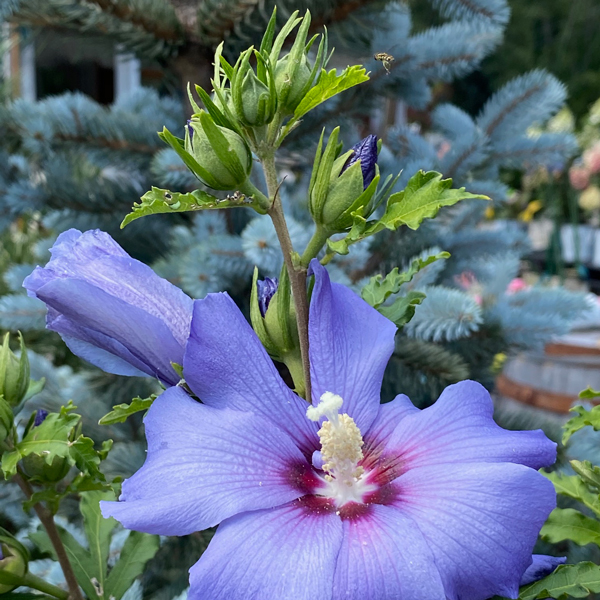 Blue Satin Hibiscus - Weston Nurseries