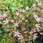 Pink sedum, stonecrop, hardy succulents, perennial succulents, pollinator, drought tolerant, fall color, late blooming
