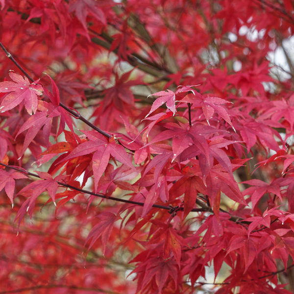 Red Foliage Trees - Nurseries