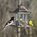Feeding Birds in the winter Weston Nurseries