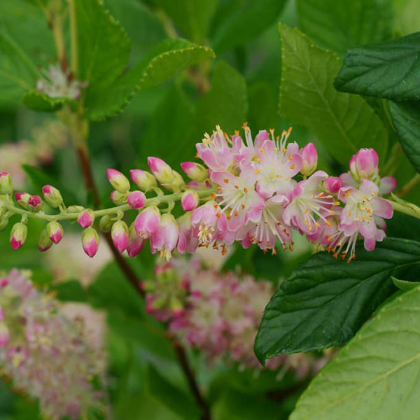 Clethra