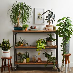 house plants on trends shelf