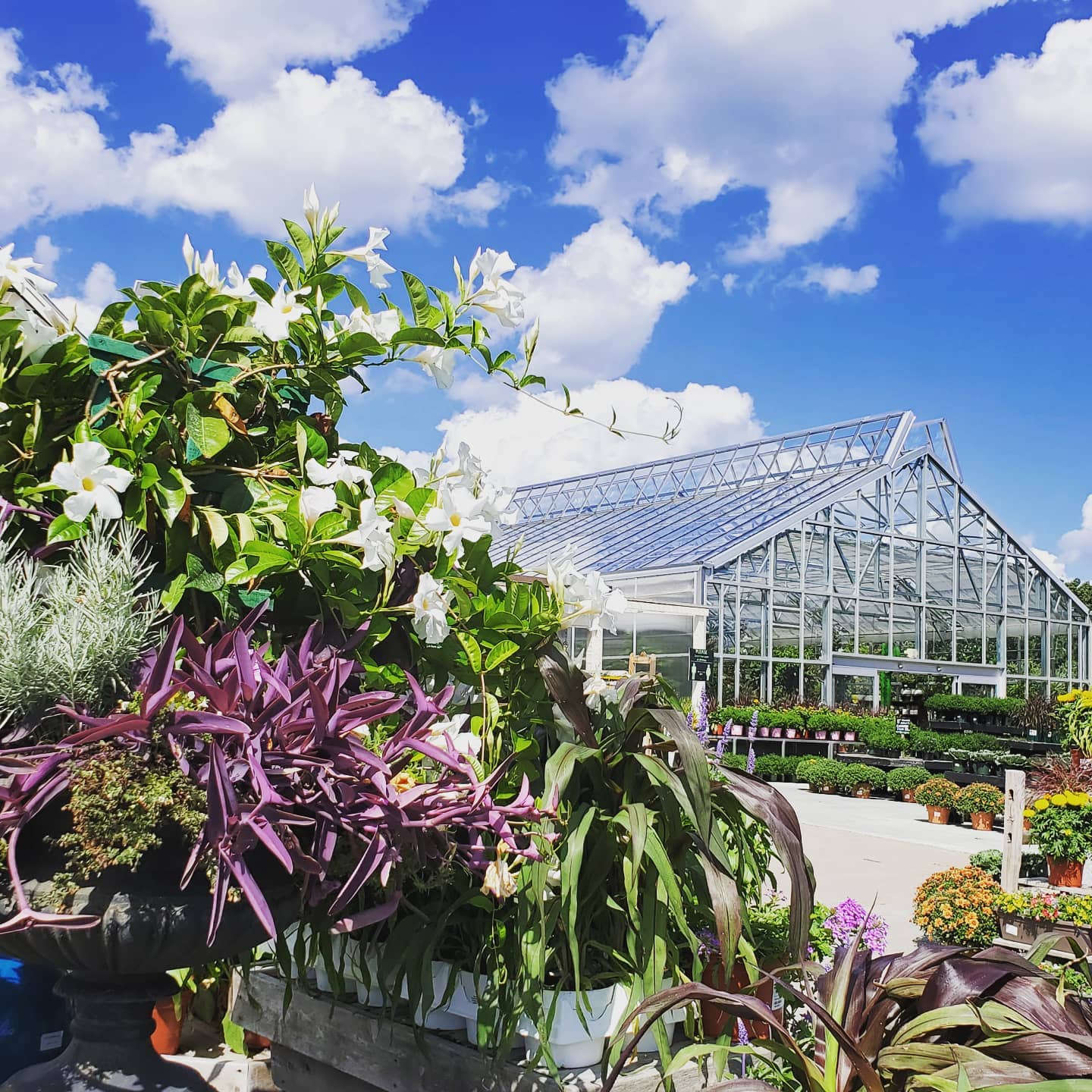 Services Weston Nurseries