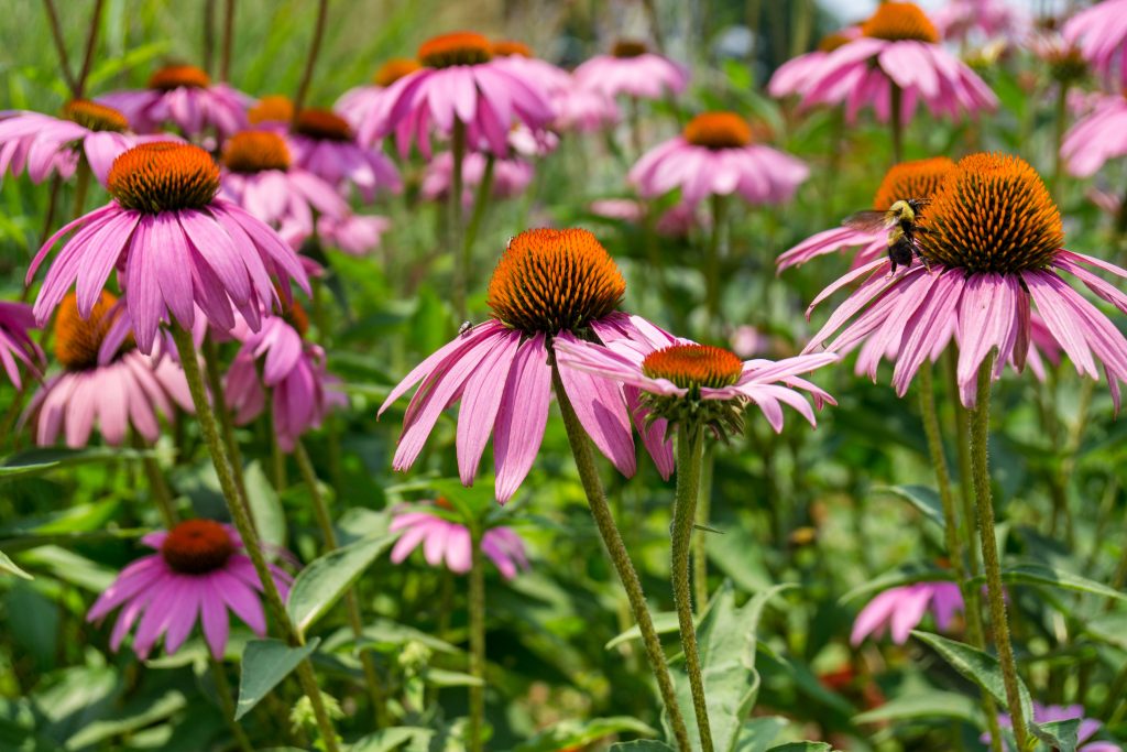 Pink purple cone flowers, echinacea, native perennials, pollinator, attracts birds, gold finches and butterflies