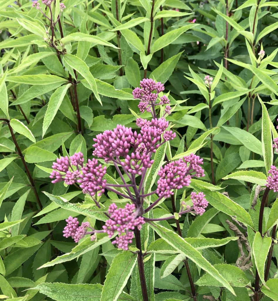 Joe pye weed, dwarf joe pye weed, pollinator, native perennial