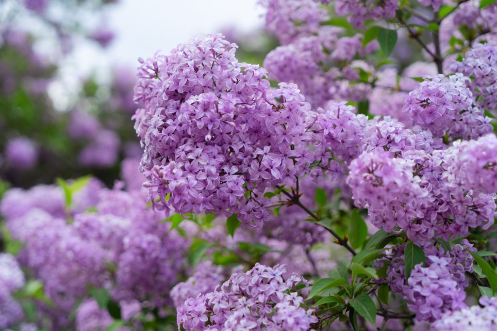 Blooming lilac flowers, perennials, fragrant flower and shrub, pollinator