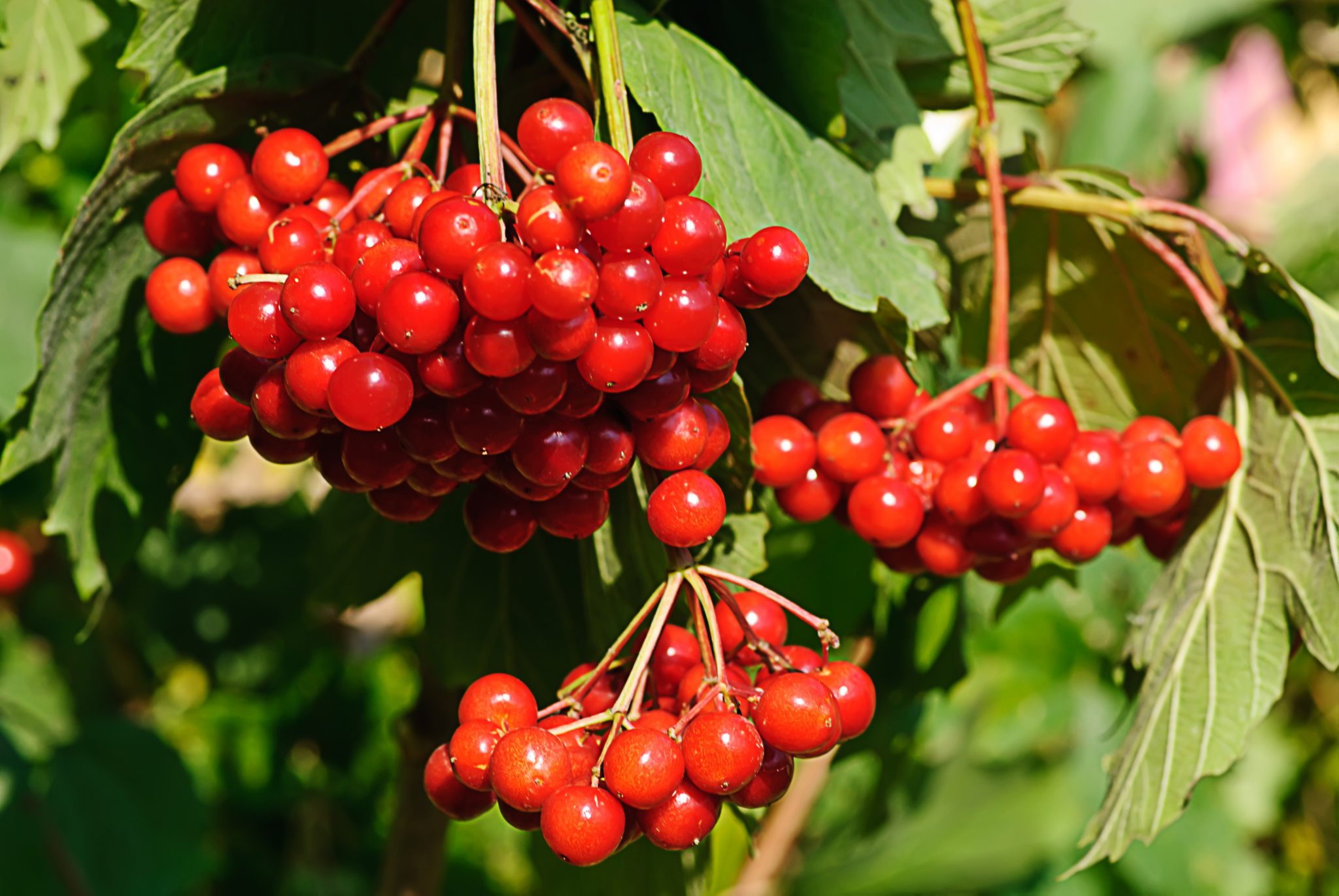 Viburnums Can Do It All! Weston Nurseries