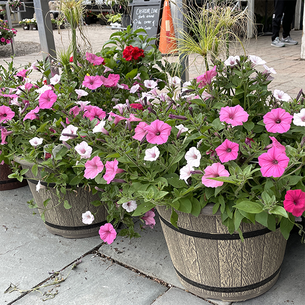Container garden of pink and white annual flowers, Mother's Day gift, Weston Nurseries