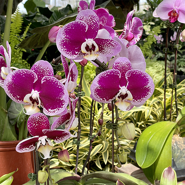 Pink orchids, Mother's Day gift, Weston Nurseries