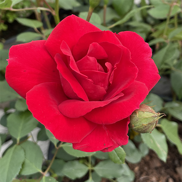 Red rose plant Mother's Day gift, Weston Nurseries