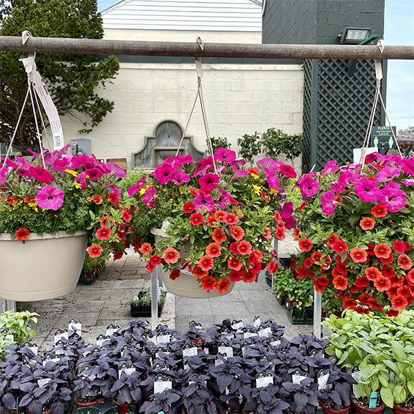 Hanging flower baskets with pink and red annuals, Mother's Day gift, Weston Nurseries