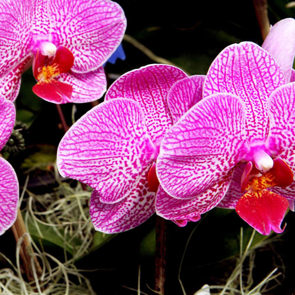 Moth Orchids Are Easiest To Grow - Weston Nurseries