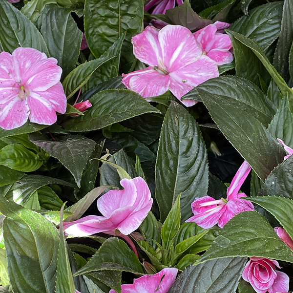 Most Popular Annual Flowers in Massachusetts, Pink New Guinea Impatiens Annuals are great for container gardens, Weston Nurseries