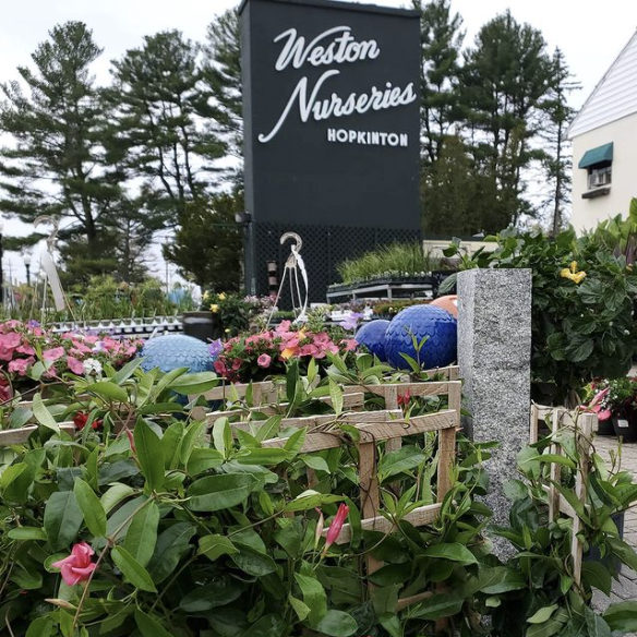 Plants and flowers in front of the Weston Nurseries sign