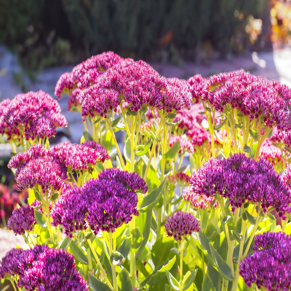 Best purple perennials to grow in gardens in Massachusetts in Spring, Sedum Autumn Fire perennial plants, Weston Nurseries