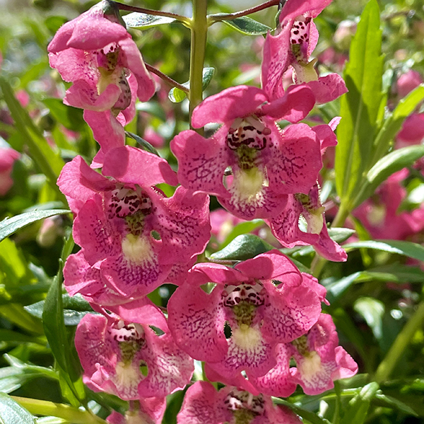 Most Popular Annual Flowers in Massachusetts, Pink Angelonia Annuals, Weston Nurseries