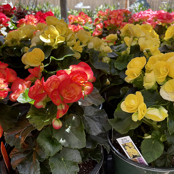 Most Popular Annual Flowers in Massachusetts, Red and Yellow Begonia Annuals, Weston Nurseries