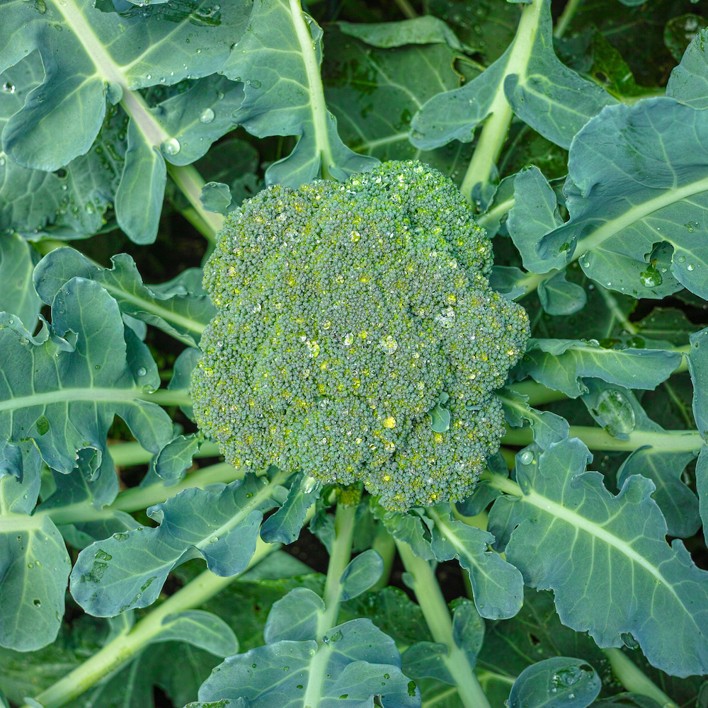 Vegetables to Grow in Partial Shade, Head of Green Broccoli, Weston Nurseries