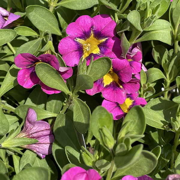 Most Popular Annual Flowers in Zone 6, Pink Calibrachoa Annuals, Weston Nurseries