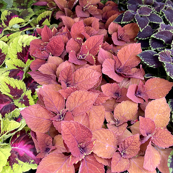 Most Popular Annual Flowers in Zone 6, Coleus Annuals, Weston Nurseries 