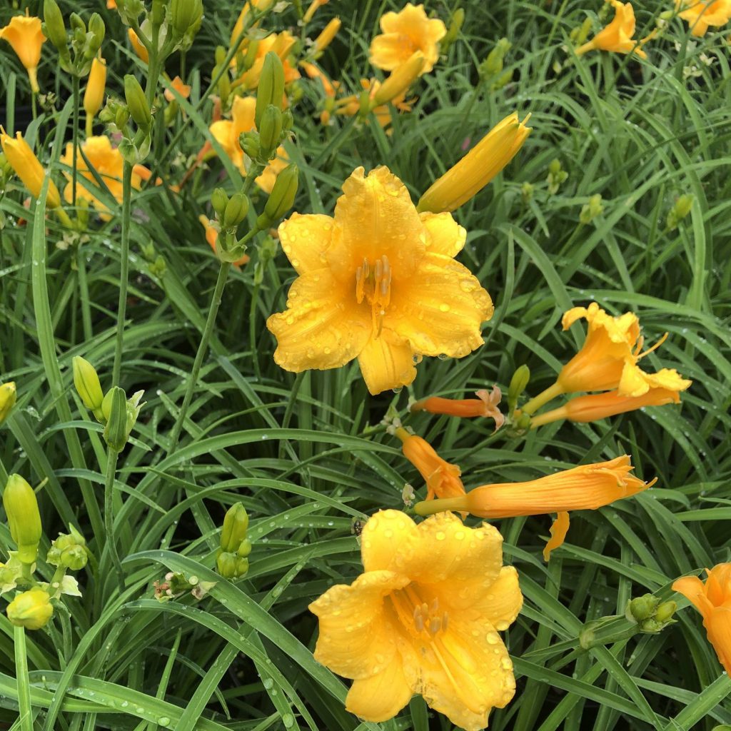 Yellow perennials to grow in Zone 6 in the spring, Hemerocallis Happy Returns and Stella D’Oro perennial flowers, Weston Nurseries