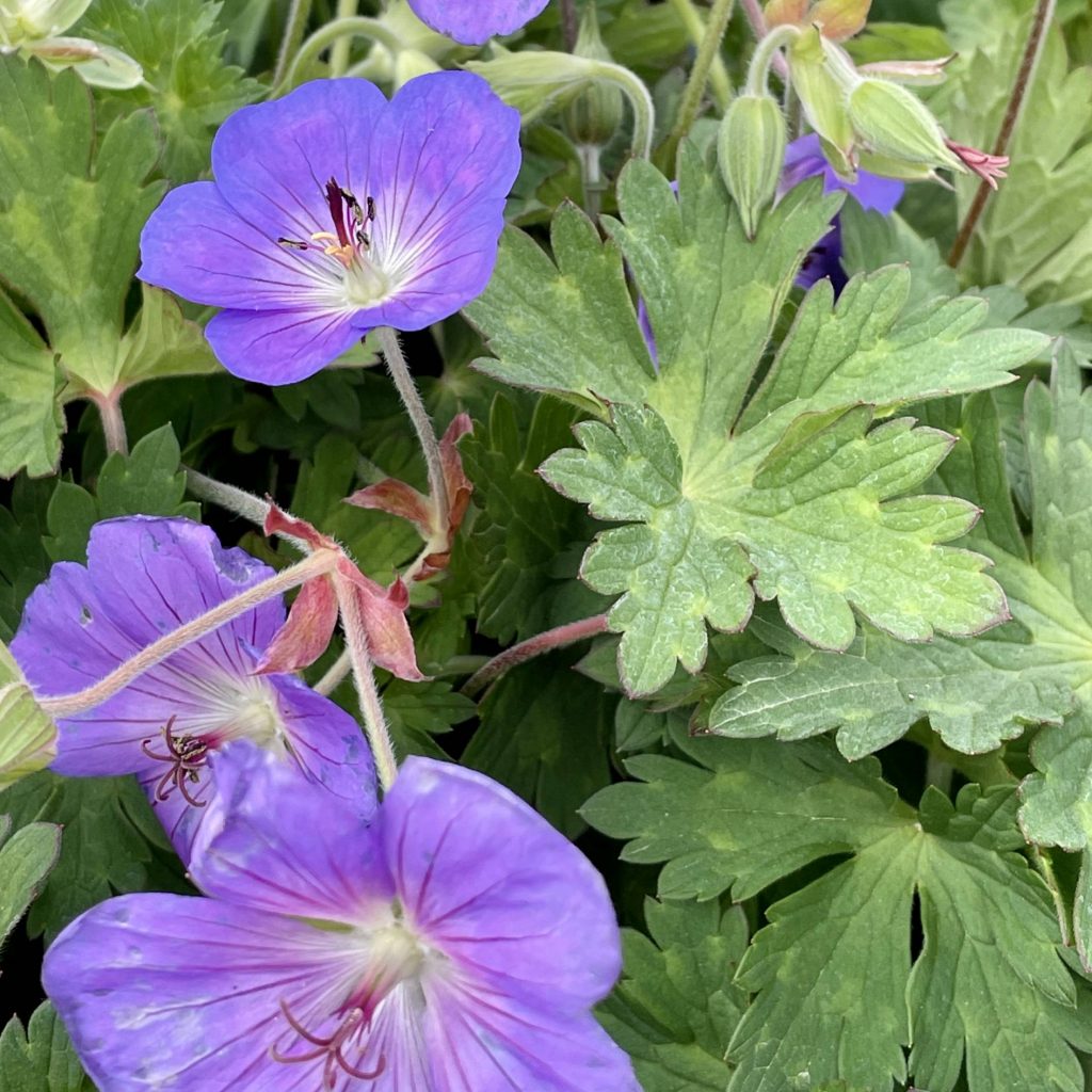 Best hardy purple perennials to grow in gardens in Massachusetts during Spring, Geranium Rozanne perennial flower, Weston Nurseries