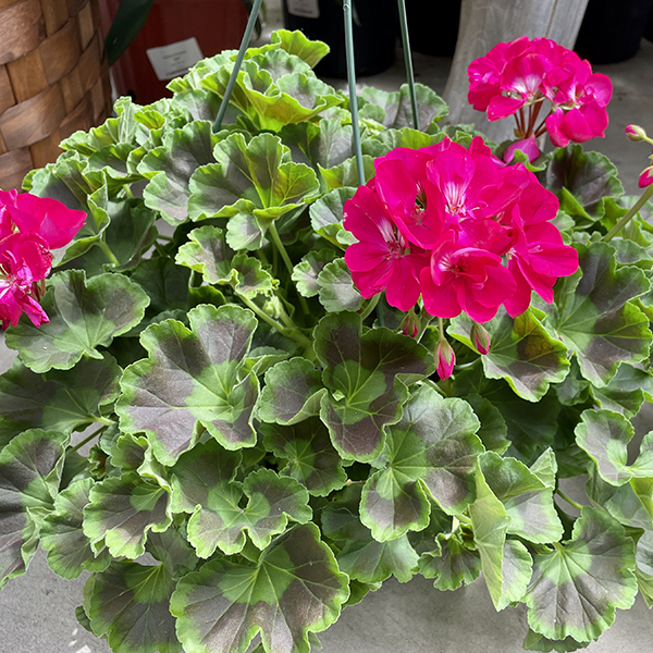 Most Popular Annual Flowers in Zone 6, Pink Geranium (Pelargonium) Annuals, Weston Nurseries