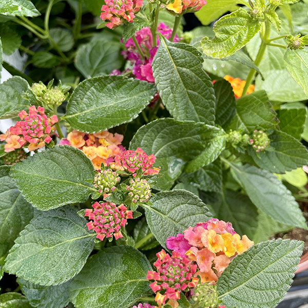 Most Popular Annual Flowers in Massachusetts, Lantana Annuals, Weston Nurseries