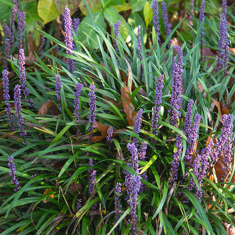 Purple perennials to grow in Zone 6 in the spring, Liriope Muscari Big Perennial plants, Weston Nurseries