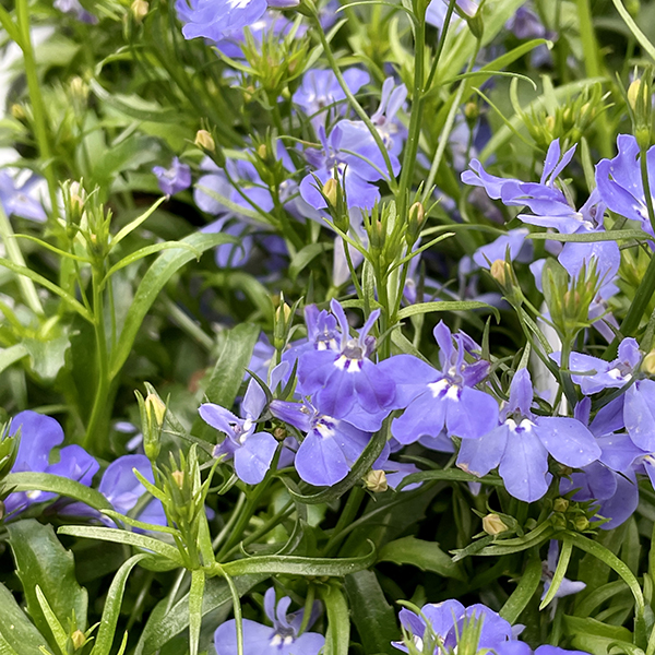 Most Popular Annual Flowers in Massachusetts, Purple Lobelia Annuals, Weston Nurseries