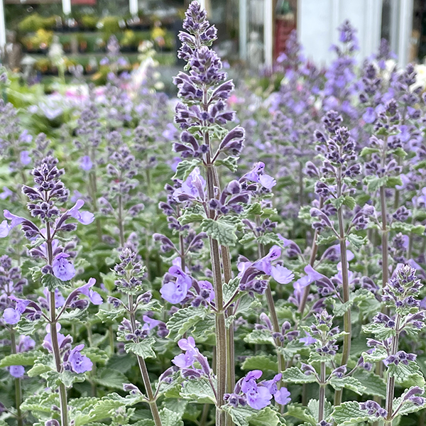 Best purple perennials to grow in gardens in Massachusetts during Spring, Nepeta Walker's Low catmint perennial flowers, Weston Nurseries